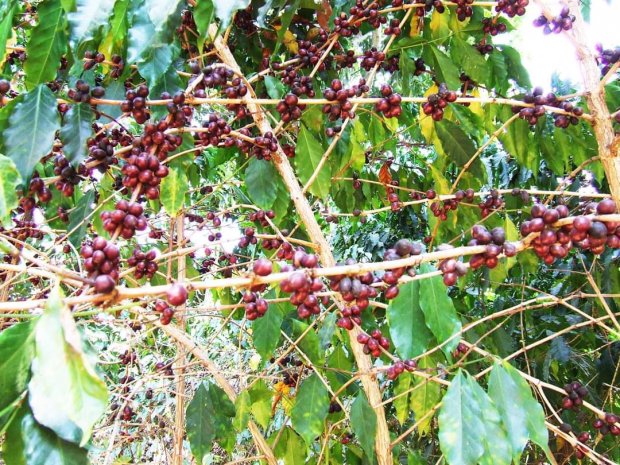PROVÍNCIA DO UÍGE VAI GANHAR NOVA FÁBRICA DE TRANSFORMAÇÃO DE CAFÉ