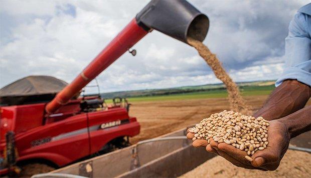 FAZENDA  RAUL CHIWEWE PREVÊ COLHER MAIS DE 100 TONELADAS DE FEIJÃO