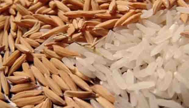 NOVAS SOLUÇÕES PARA O CULTIVO DO ARROZ NAS REGIÕES DO NORTE