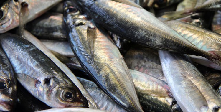 PESCA DE CARAPAU DISPONÍVEL NO MÊS DE SETEMBRO