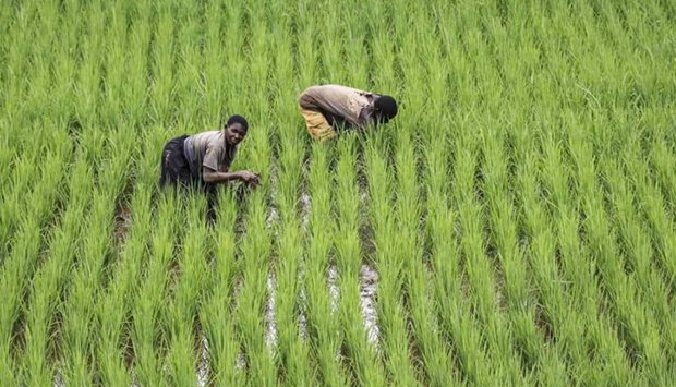 BENGUELA ACOLHE APRESENTAÇÃO DO PROGRAMA “MELHOR ARROZ ANGOLA”