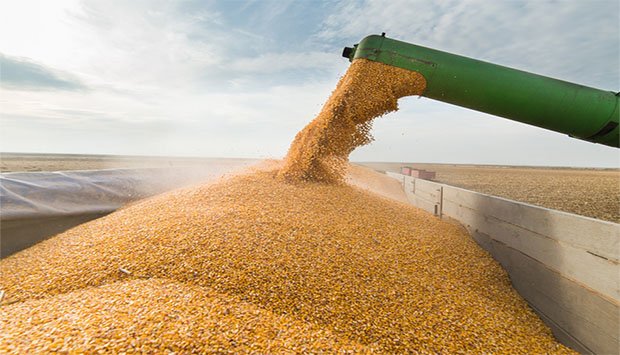 MAIS DE 650 TONELADA  DE CEREAIS  COLHIDAS NO RIVUNGO