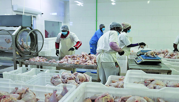 FAZENDA FILOMENA VAI PRODUZIR 1,9 MILHÕES DE FRANGOS / ANO