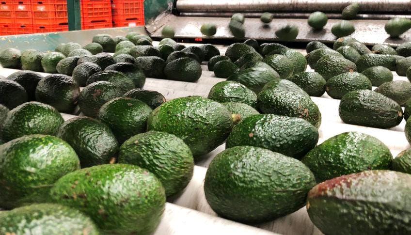 ANGOLA EXPORTA PRIMEIRO CONTENTOR DE ABACATES PARA EUROPA