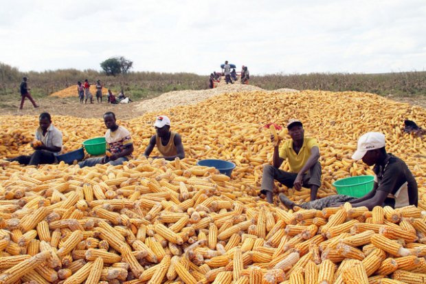 SECTOR DA AGRICULTURA NO MUNICÍPIO DA CAÁLA PREVÊ COLHER 900 MIL TONELADA