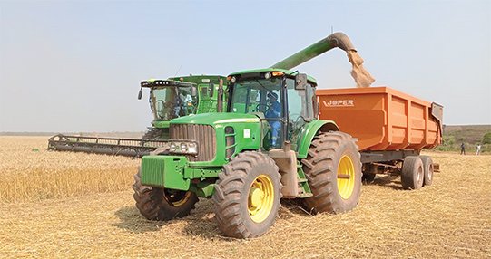 FAZENDA SAMBA-LUCALA REALIZA COLHEITA DE 200 TONELADAS DE TRIGO